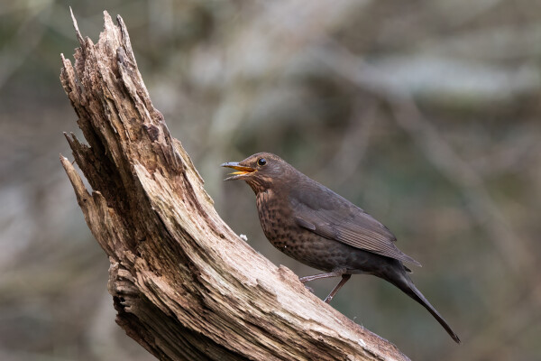 Female Blackbird