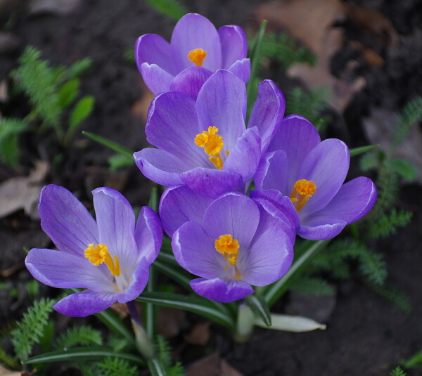 Final Crocus image of 2026...