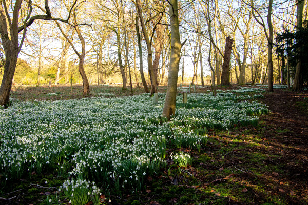 First Signs of Spring