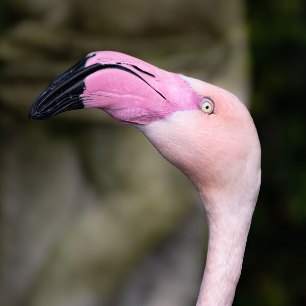 Flamingo Portrait