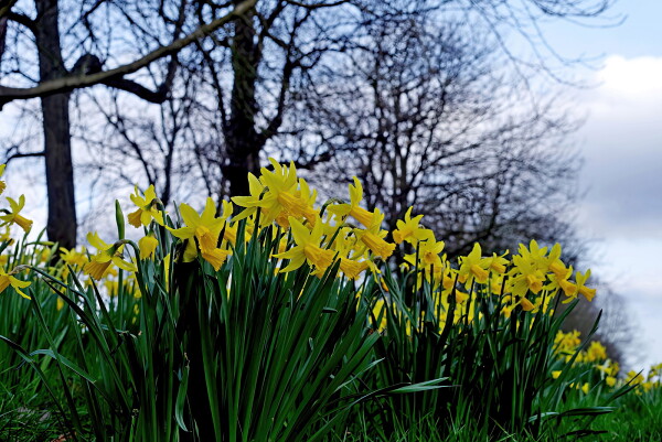For St. David's day