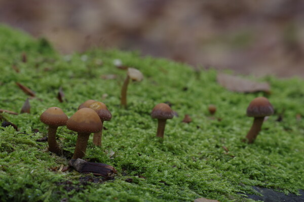 Fungus Field