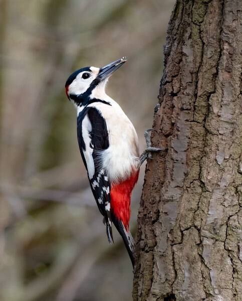 Great Spotted Woodpecker