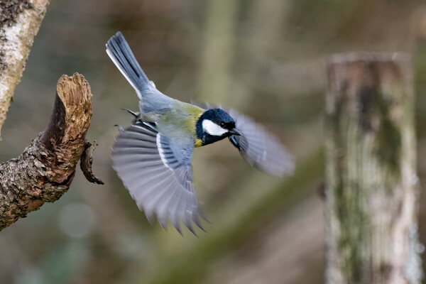 Great Tit