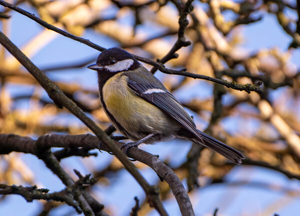 Great Tit