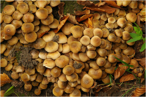 Honey Fungus
