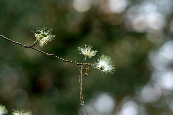 just for the bokeh