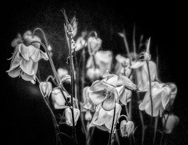 More From The Talcum Series