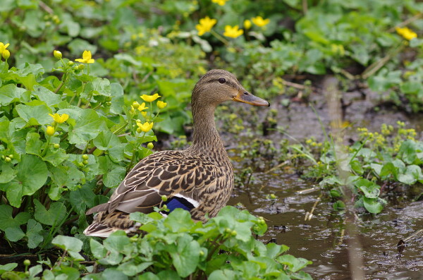 Mrs Mallard amongst the Marsh Marigold