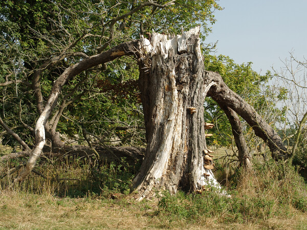 Old Tree