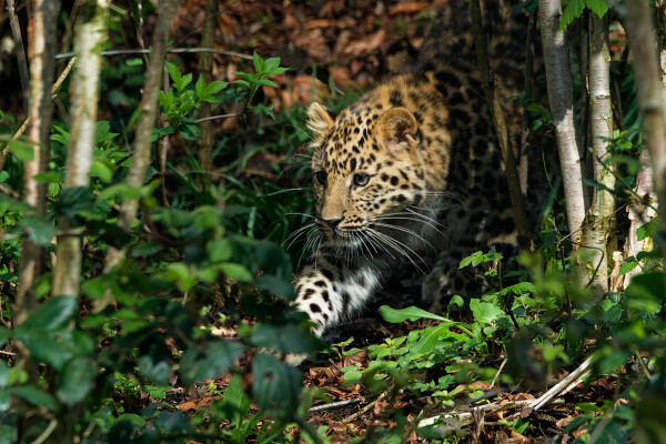 On the prowl!