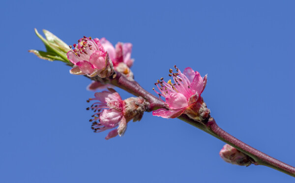 Peach Blossom