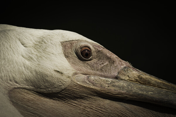 Pelican