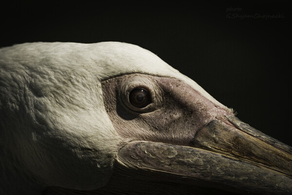 Pelican