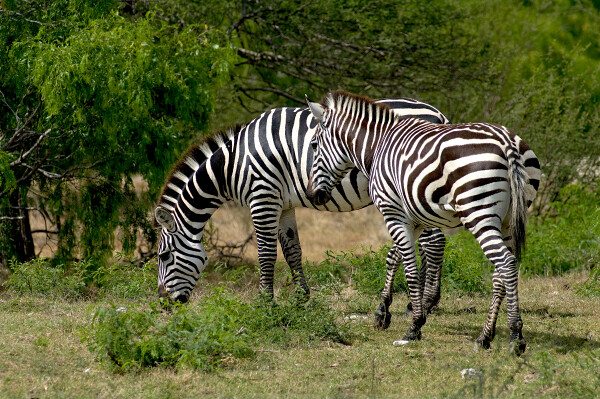 Plains Zebra