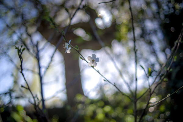 Plum, Spring and Hollywood