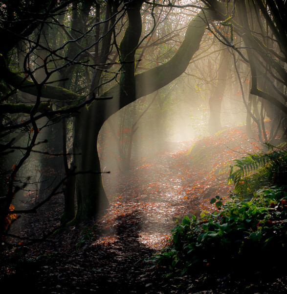 Spectral woods