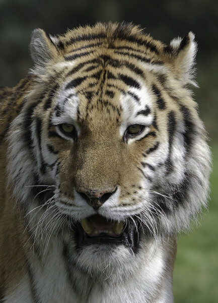 Tiger Portrait