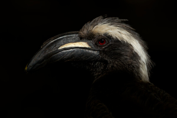 Toucan on a Pentax!