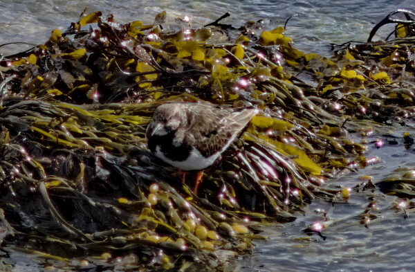 Turnstone.