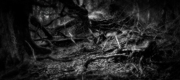 Woodland Moments