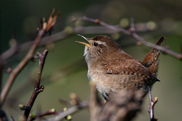 Wren