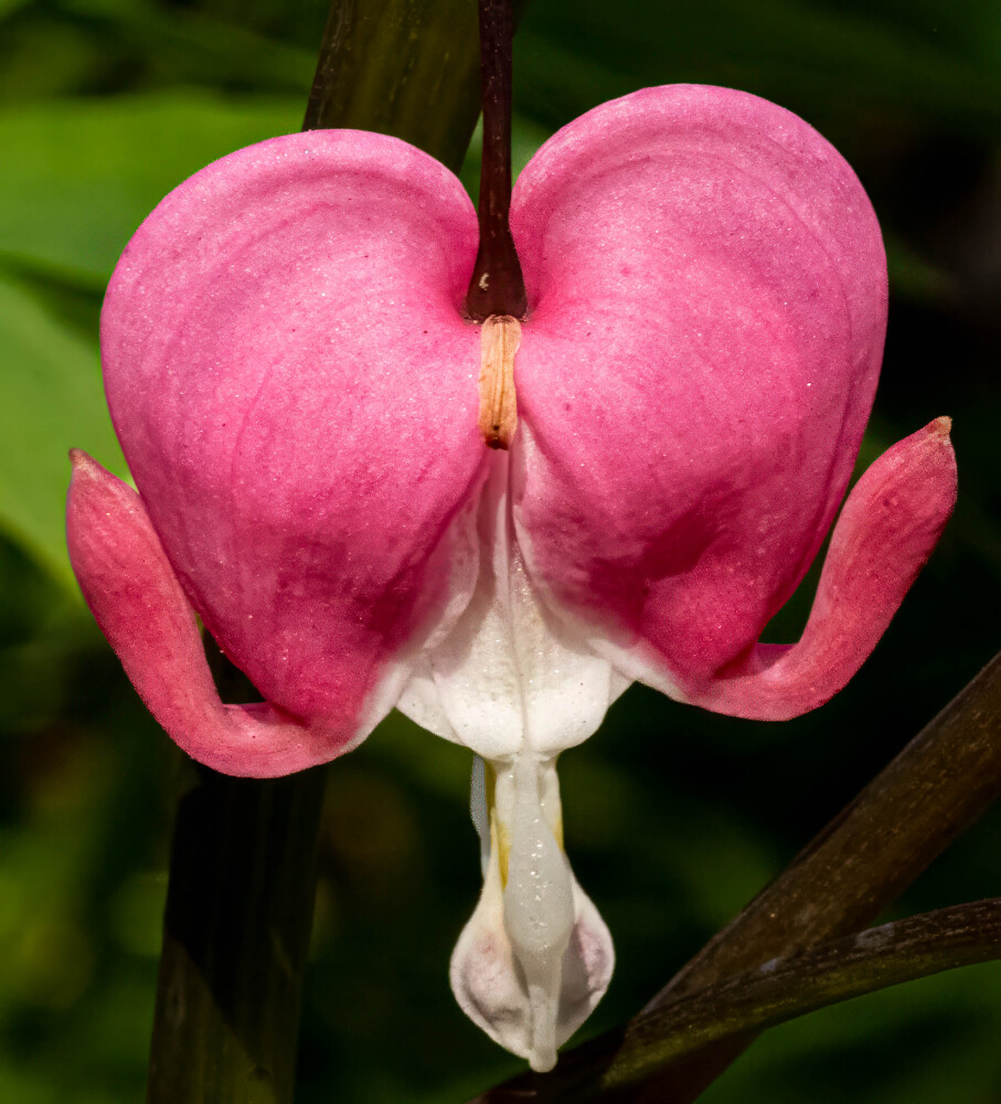 Bleeding Heart