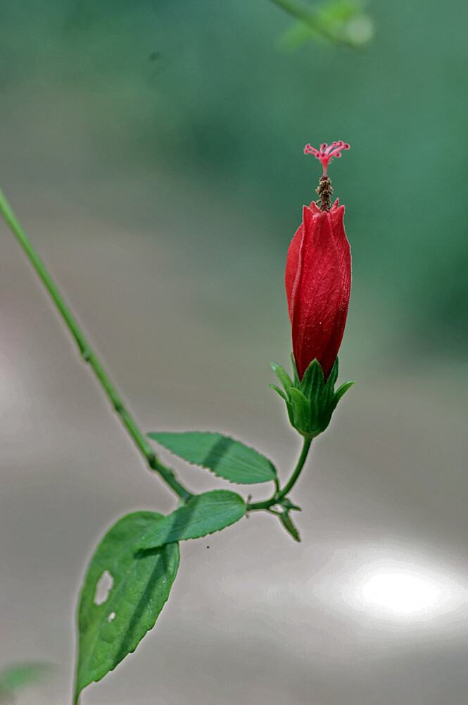 Turk's Cap