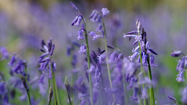 A reminder about the bluebells competition ....