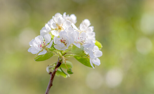 Blossom