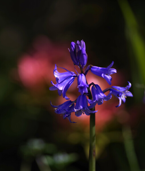 Bluebell with red background.