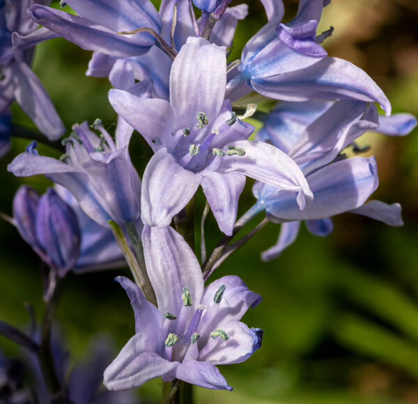 Bluebell