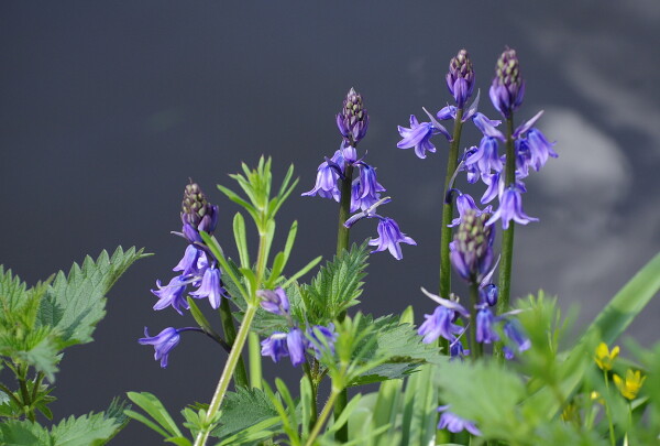 Bluebells Above Water