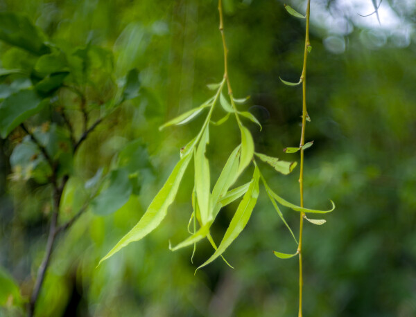 Bokeh and missed focus