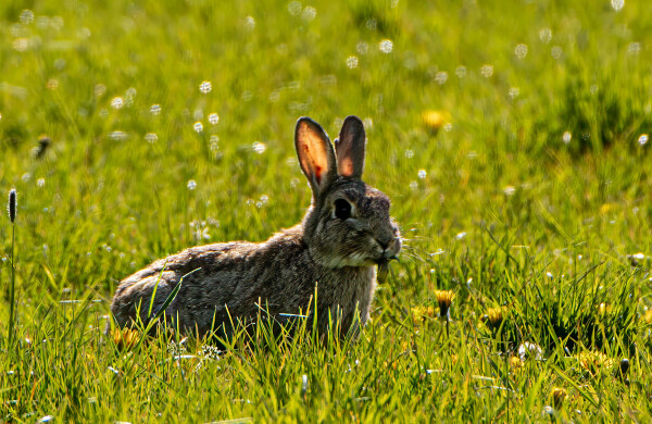 Bunny