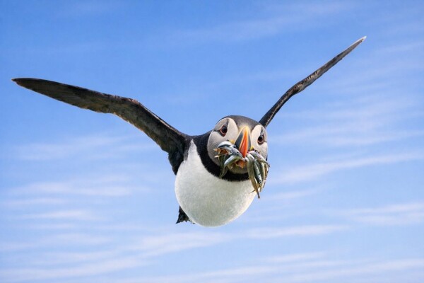 Come in into have a Fishy lunch