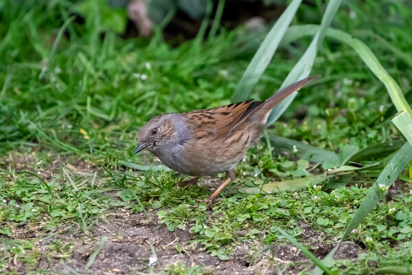Dunnock (Hedge Sparrow)