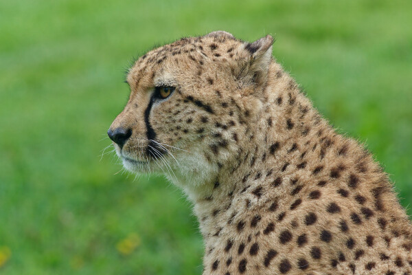 Fastest animal on land!