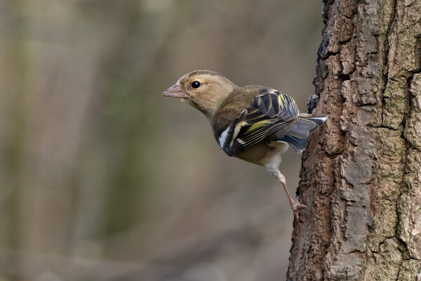 Female Chaffinch