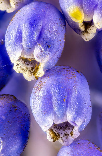 Grape Hyacinth