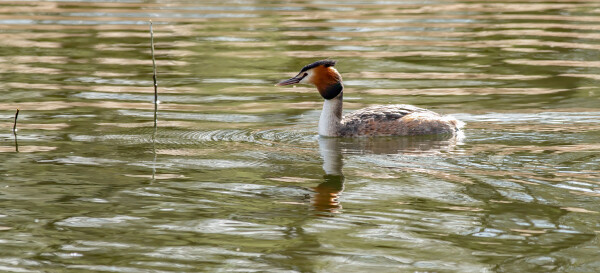 Great Crested Grebe