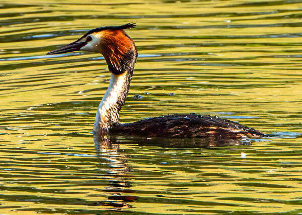 Grebe in the Sun