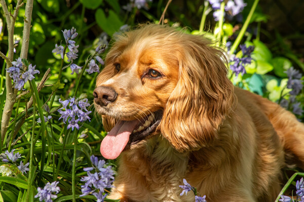 Harley in the Bluebells