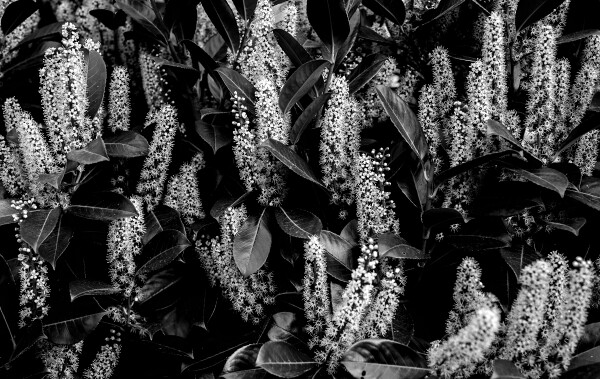 Hedge in full bloom