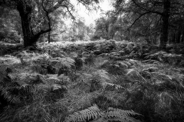 Highland Woodland