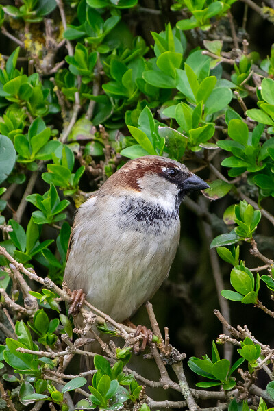 House Sparrow