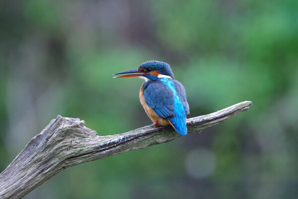 Kingfisher