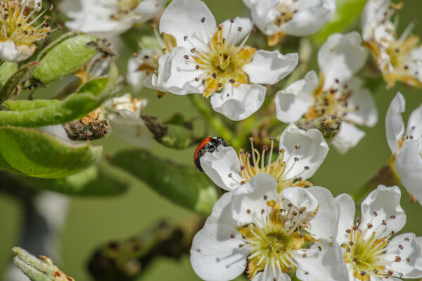 Ladybird on apple blossom
