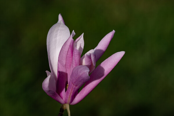 Magnolia