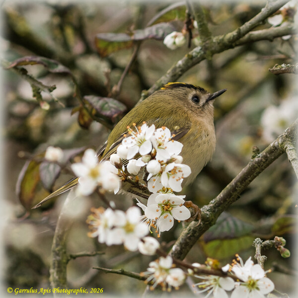 Male Goldcrest